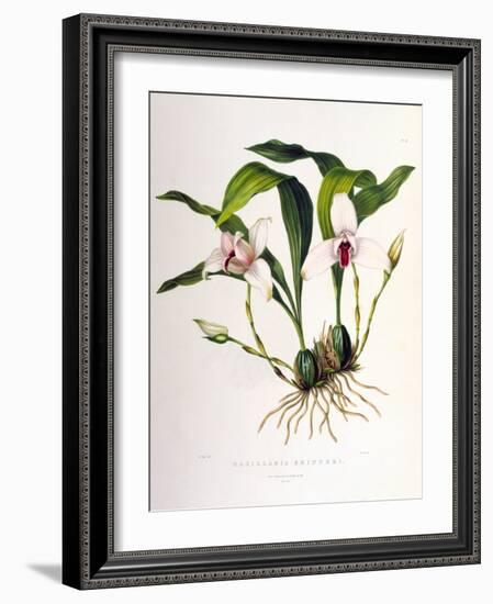 Maxillaria Skinneri-Porter Design-Framed Premium Giclee Print