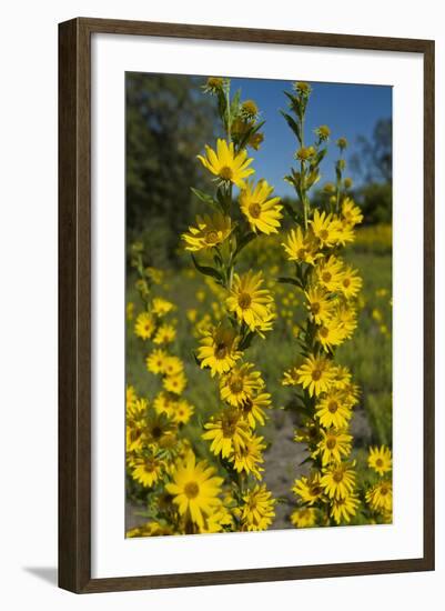 Maximilian's Sunflower (Helianthus Maximiliani) in Bloom, Texas, USA-Larry Ditto-Framed Photographic Print