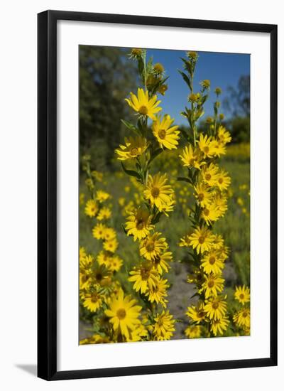 Maximilian's Sunflower (Helianthus Maximiliani) in Bloom, Texas, USA-Larry Ditto-Framed Photographic Print