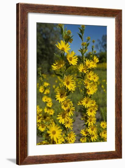 Maximilian's Sunflower (Helianthus Maximiliani) in Bloom, Texas, USA-Larry Ditto-Framed Photographic Print