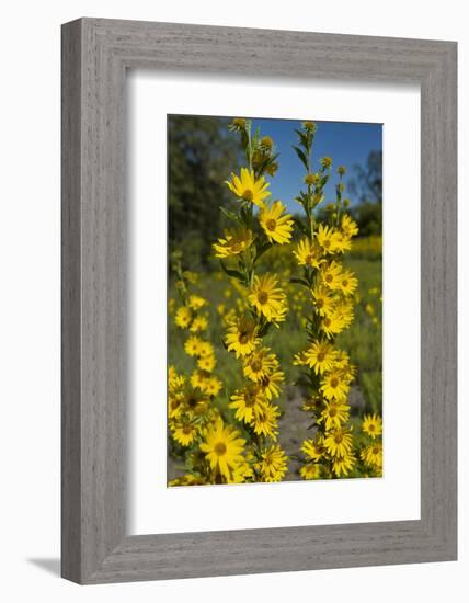 Maximilian's Sunflower (Helianthus Maximiliani) in Bloom, Texas, USA-Larry Ditto-Framed Photographic Print