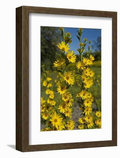 Maximilian's Sunflower (Helianthus Maximiliani) in Bloom, Texas, USA-Larry Ditto-Framed Photographic Print