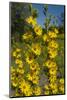 Maximilian's Sunflower (Helianthus Maximiliani) in Bloom, Texas, USA-Larry Ditto-Mounted Photographic Print