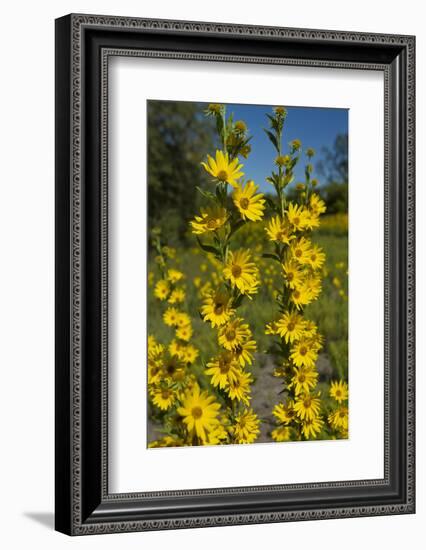 Maximilian's Sunflower (Helianthus Maximiliani) in Bloom, Texas, USA-Larry Ditto-Framed Photographic Print