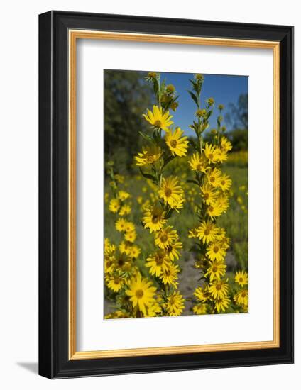 Maximilian's Sunflower (Helianthus Maximiliani) in Bloom, Texas, USA-Larry Ditto-Framed Photographic Print