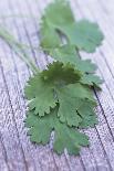 Bunch of Parsley-Maxine Adcock-Photographic Print