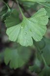 Maidenhair Tree Leaf (Ginkgo Biloba)-Maxine Adcock-Photographic Print