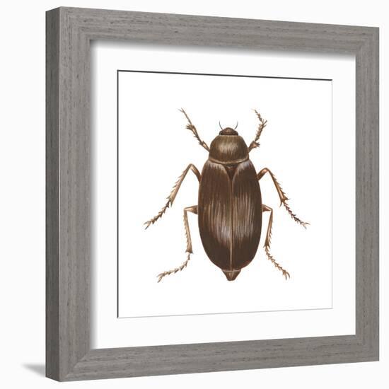 May Beetle (Phyllophaga Drakei), Insects-Encyclopaedia Britannica-Framed Art Print