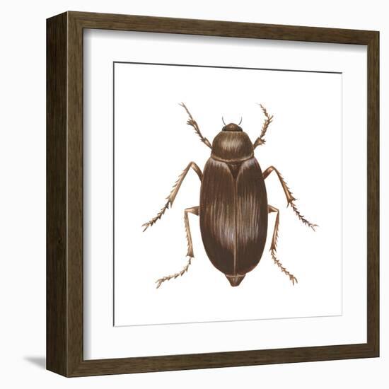 May Beetle (Phyllophaga Drakei), Insects-Encyclopaedia Britannica-Framed Art Print