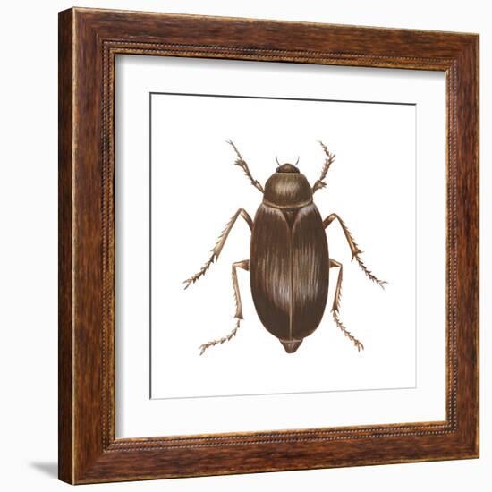 May Beetle (Phyllophaga Drakei), Insects-Encyclopaedia Britannica-Framed Art Print