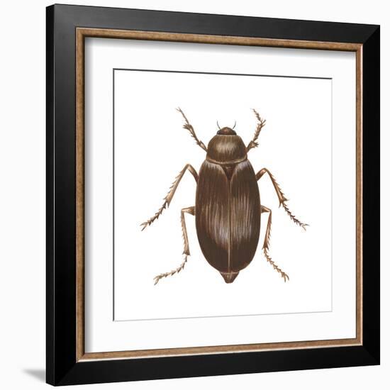 May Beetle (Phyllophaga Drakei), Insects-Encyclopaedia Britannica-Framed Art Print