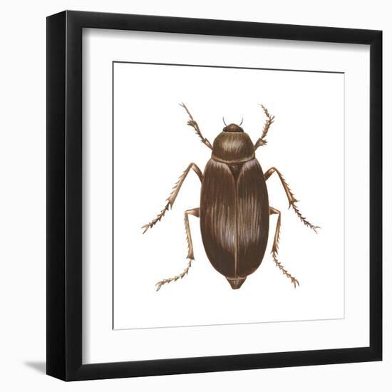 May Beetle (Phyllophaga Drakei), Insects-Encyclopaedia Britannica-Framed Art Print