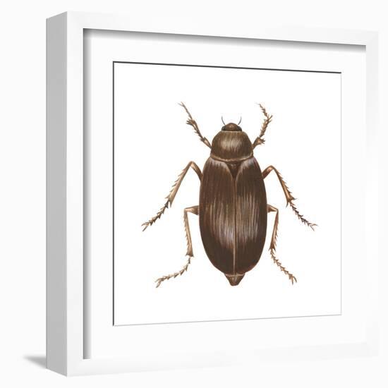 May Beetle (Phyllophaga Drakei), Insects-Encyclopaedia Britannica-Framed Art Print