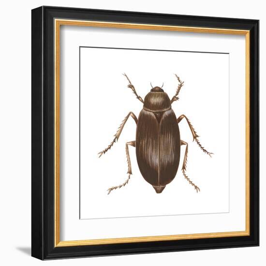 May Beetle (Phyllophaga Drakei), Insects-Encyclopaedia Britannica-Framed Art Print