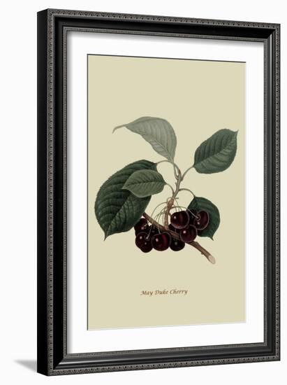 May Duke Cherry-William Hooker-Framed Art Print