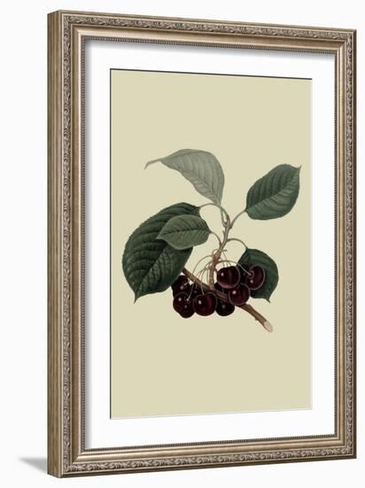 May Duke Cherry-William Hooker-Framed Art Print