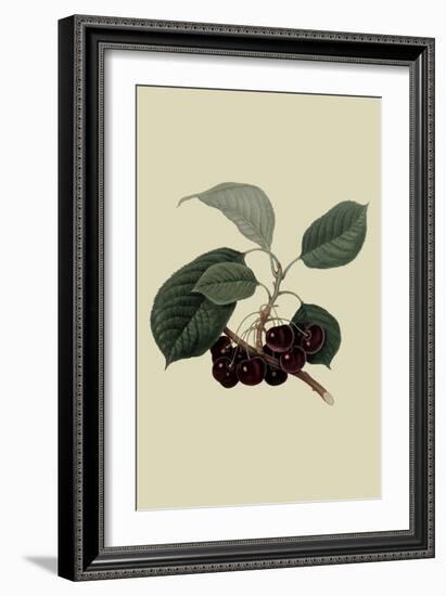 May Duke Cherry-William Hooker-Framed Art Print