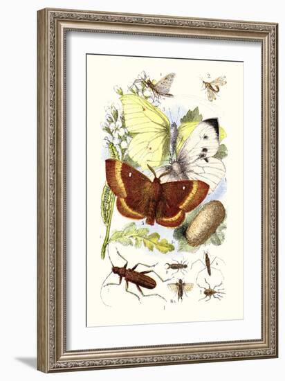 May-Fly, Brimstone Butterfly, Musk Beetle, Nut Weevil-James Sowerby-Framed Art Print