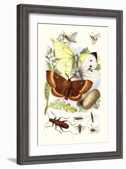 May-Fly, Brimstone Butterfly, Musk Beetle, Nut Weevil-James Sowerby-Framed Art Print