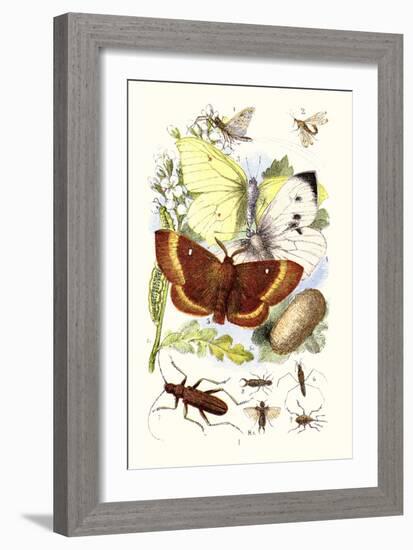 May-Fly, Brimstone Butterfly, Musk Beetle, Nut Weevil-James Sowerby-Framed Art Print