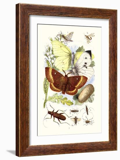 May-Fly, Brimstone Butterfly, Musk Beetle, Nut Weevil-James Sowerby-Framed Art Print