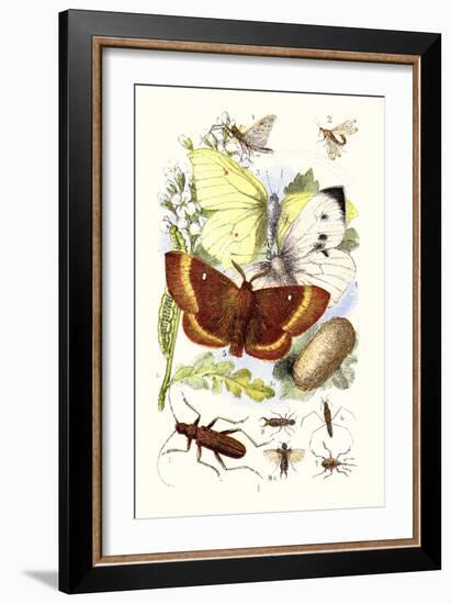 May-Fly, Brimstone Butterfly, Musk Beetle, Nut Weevil-James Sowerby-Framed Art Print