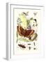 May-Fly, Brimstone Butterfly, Musk Beetle, Nut Weevil-James Sowerby-Framed Art Print
