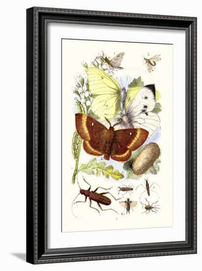 May-Fly, Brimstone Butterfly, Musk Beetle, Nut Weevil-James Sowerby-Framed Art Print