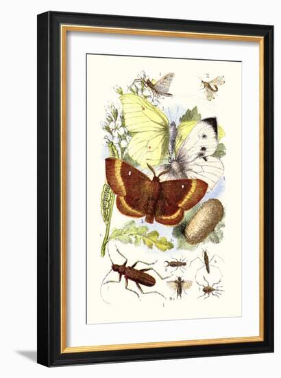 May-Fly, Brimstone Butterfly, Musk Beetle, Nut Weevil-James Sowerby-Framed Art Print