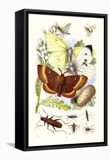 May-Fly, Brimstone Butterfly, Musk Beetle, Nut Weevil-James Sowerby-Framed Stretched Canvas