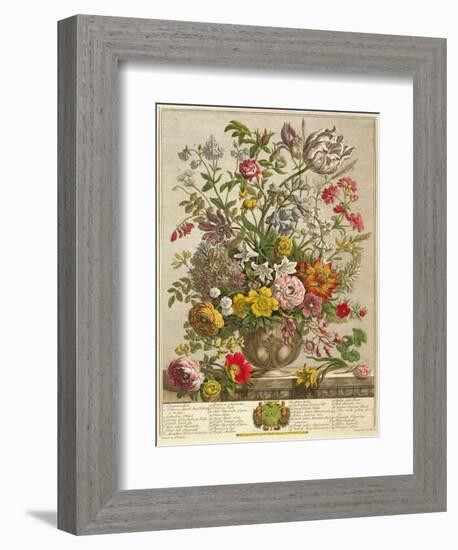 May, from 'twelve Months of Flowers' by Robert Furber (C.1674-1756) Engraved by Henry Fletcher-Pieter Casteels-Framed Giclee Print