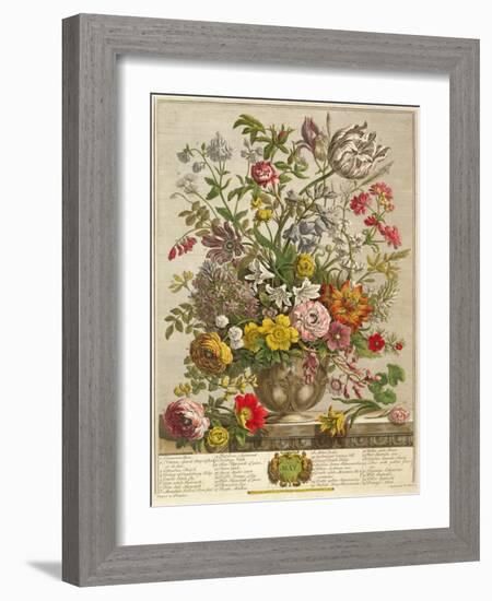 May, from 'twelve Months of Flowers' by Robert Furber (C.1674-1756) Engraved by Henry Fletcher-Pieter Casteels-Framed Giclee Print