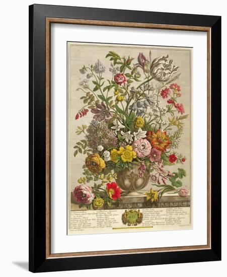 May, from 'twelve Months of Flowers' by Robert Furber (C.1674-1756) Engraved by Henry Fletcher-Pieter Casteels-Framed Giclee Print