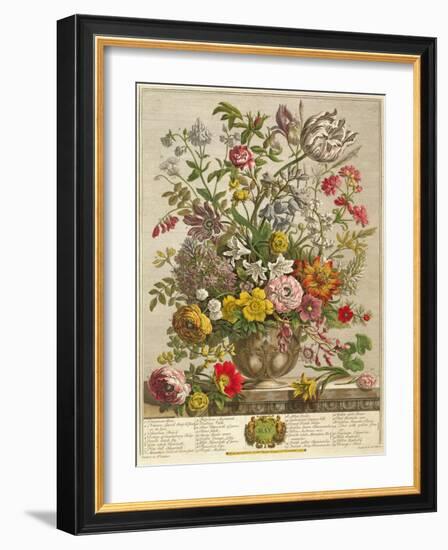 May, from 'twelve Months of Flowers' by Robert Furber (C.1674-1756) Engraved by Henry Fletcher-Pieter Casteels-Framed Giclee Print