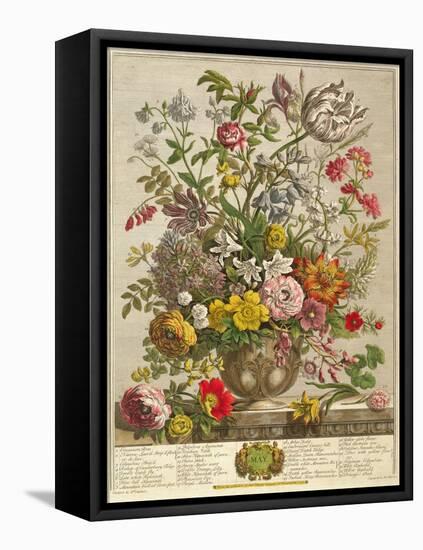 May, from 'twelve Months of Flowers' by Robert Furber (C.1674-1756) Engraved by Henry Fletcher-Pieter Casteels-Framed Premier Image Canvas