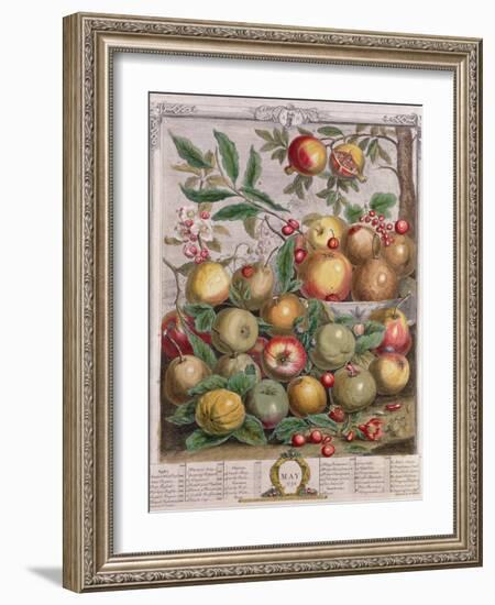 May, from 'Twelve Months of Fruits'-Pieter Casteels-Framed Giclee Print