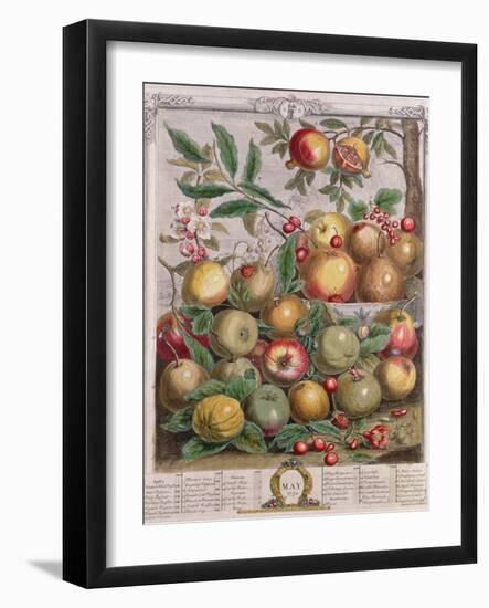 May, from 'Twelve Months of Fruits'-Pieter Casteels-Framed Giclee Print