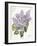 May Lilac on White-Katie Pertiet-Framed Art Print
