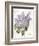 May Lilac on White-Katie Pertiet-Framed Premium Giclee Print