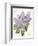 May Lilac on White-Katie Pertiet-Framed Premium Giclee Print