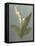 May Lily of the Valley Green-Danhui Nai-Framed Stretched Canvas