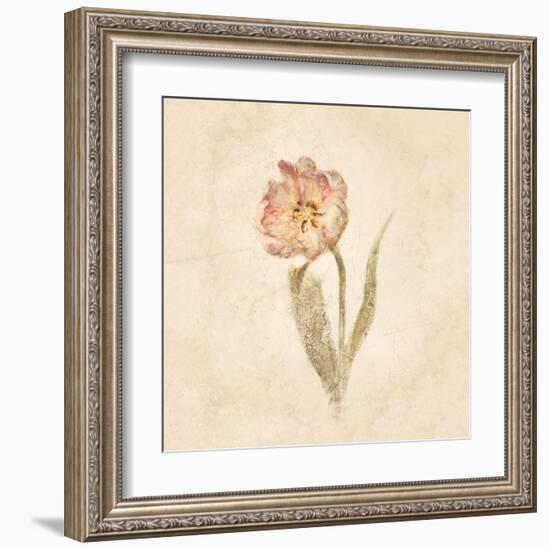 May Wonder Tulip on White Crop-Cheri Blum-Framed Art Print