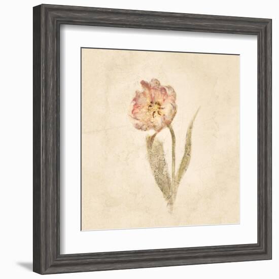 May Wonder Tulip on White Crop-Cheri Blum-Framed Art Print