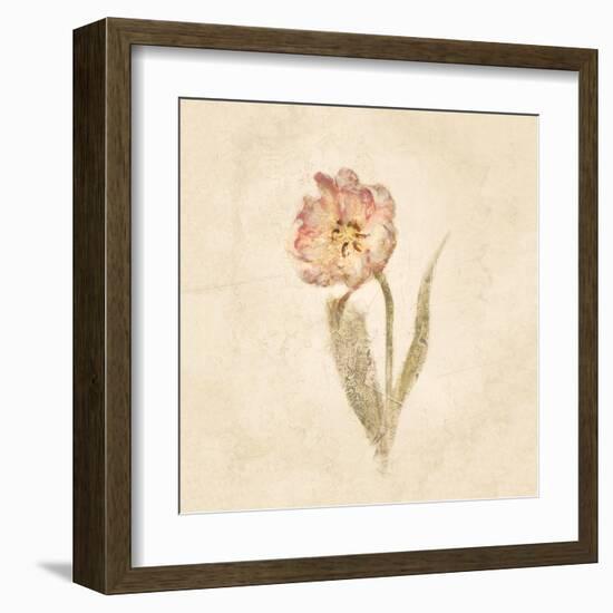 May Wonder Tulip on White Crop-Cheri Blum-Framed Art Print