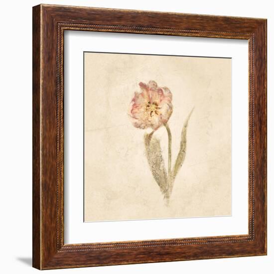 May Wonder Tulip on White Crop-Cheri Blum-Framed Art Print