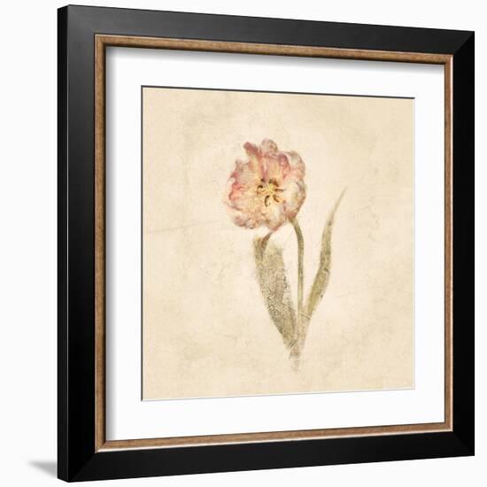 May Wonder Tulip on White Crop-Cheri Blum-Framed Art Print