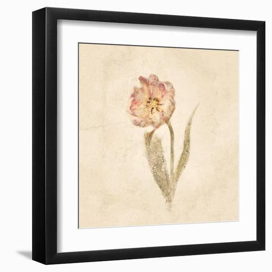 May Wonder Tulip on White Crop-Cheri Blum-Framed Art Print