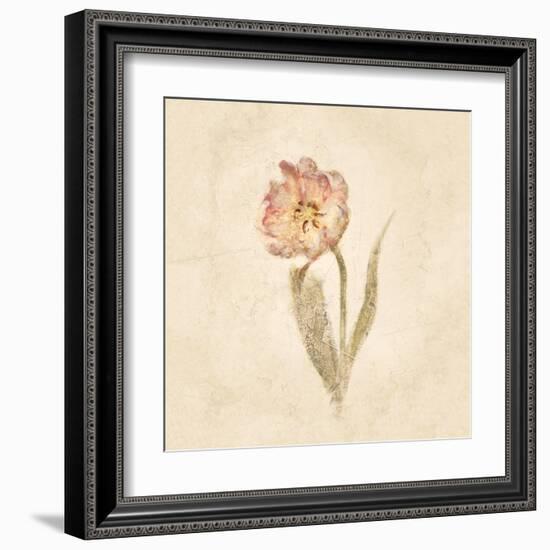 May Wonder Tulip on White Crop-Cheri Blum-Framed Art Print