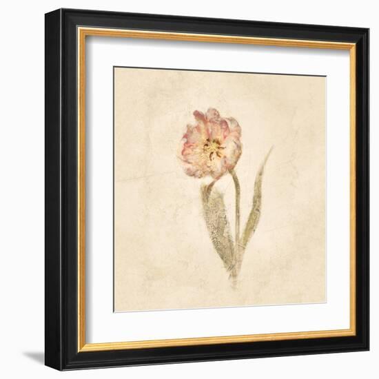 May Wonder Tulip on White Crop-Cheri Blum-Framed Art Print