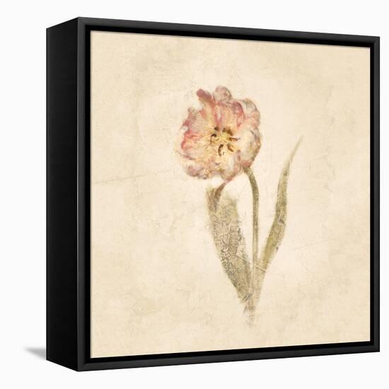 May Wonder Tulip on White Crop-Cheri Blum-Framed Stretched Canvas